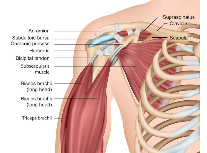 An illustration of a human chest and arm with bones and muscles labeled.