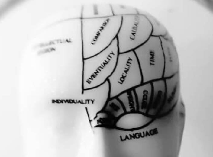 A ceramic white head with various areas of the brain marked over top in black marker.